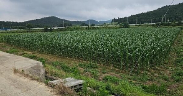 전라남도 해남군 송지면 마봉리 1629-6  미지정 경매 물건 이미지