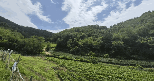 충청북도 보은군 마로면 소여리 산18-1  미지정 경매 물건 이미지