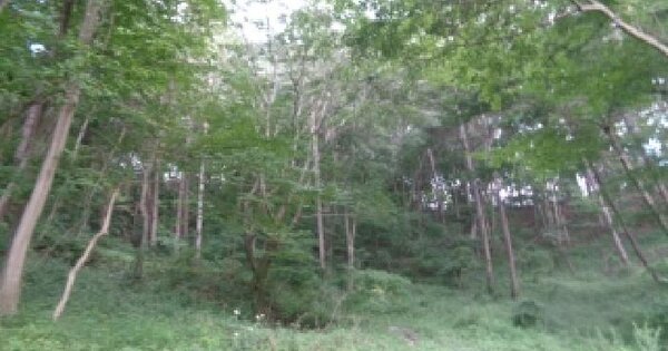 전북특별자치도 진안군 부귀면 오룡리 산189 임야 경매 물건 이미지