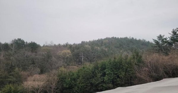전남광주통합특별시 고흥군 도화면 덕중리 산247 임야 경매 물건 이미지