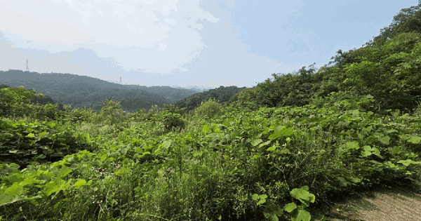 경기도 연천군 청산면 장탄리 산117  미지정 경매 물건 이미지