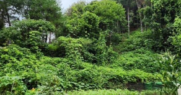 경기도 가평군 청평면 상천리 산238-2  미지정 경매 물건 이미지