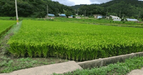 충청남도 당진시 대호지면 마중리 599-5 답 경매 물건 이미지