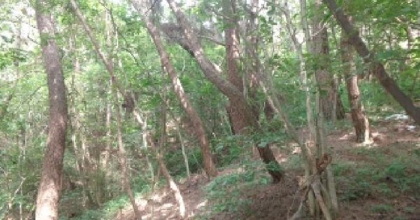 충청남도 태안군 남면 몽산리 853-67 임야 경매 물건 이미지