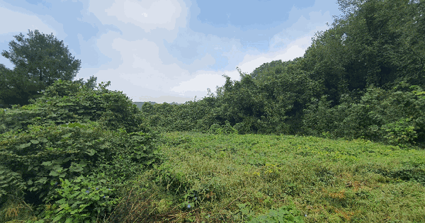 세종특별자치시 장군면 송학리 440-24 임야 경매 물건 이미지