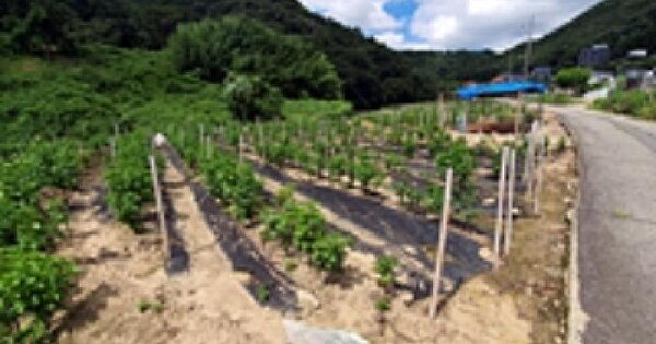 경상남도 창원시 진해구 가주동 703 답 경매 물건 이미지