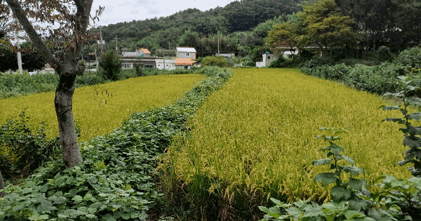 경상남도 김해시 한림면 명동리 679 답 경매 물건 이미지