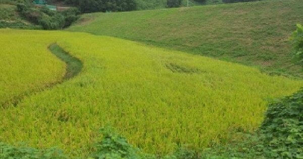경상남도 김해시 한림면 명동리 703-2 답 경매 물건 이미지