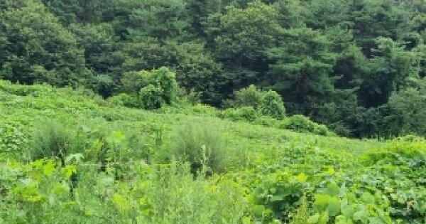 전북특별자치도 남원시 보절면 신파리 산28-3  미지정 경매 물건 이미지