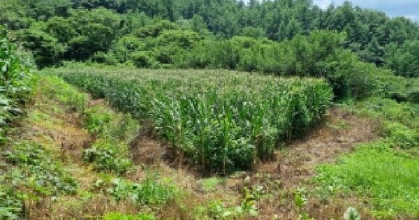 전북특별자치도 장수군 번암면 노단리 62-2  미지정 경매 물건 이미지