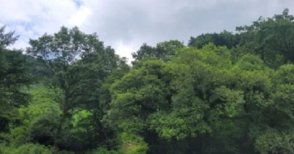 충청북도 청주시 서원구 남이면 가좌리 산22-3  미지정 경매 물건 이미지