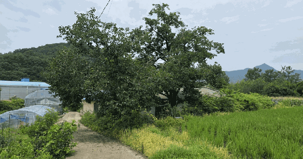충청북도 옥천군 안내면 정방리 161-2  미지정 경매 물건 이미지