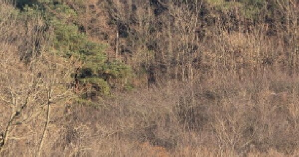 경상북도 청도군 풍각면 성곡리 1126 전 경매 물건 이미지