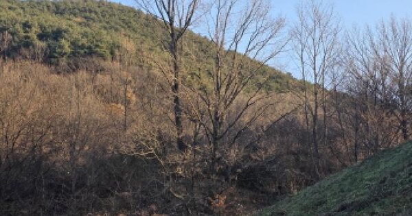 경상북도 청도군 풍각면 성곡리 산256-4 임야 경매 물건 이미지