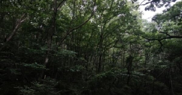 충청북도 괴산군 장연면 추점리 산47-2  미지정 경매 물건 이미지