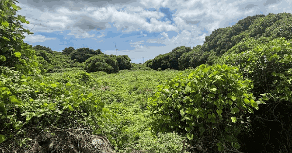 제주특별자치도 서귀포시 성산읍 삼달리 2013  미지정 경매 물건 이미지