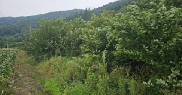 충청북도 괴산군 연풍면 행촌리 283  미지정 경매 물건 이미지