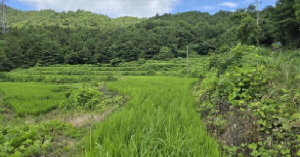 전남광주통합특별시 장흥군 장흥읍 금산리 33  미지정 경매 물건 이미지