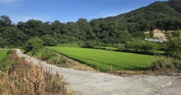 경상북도 고령군 대가야읍 신리 208 답 경매 물건 이미지