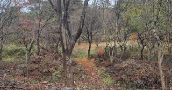 전남광주통합특별시 화순군 도곡면 원화리 OOOOO 전 경매 물건 이미지