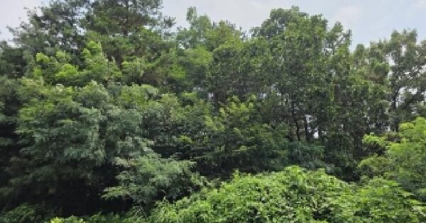 경기도 파주시 탄현면 금승리 산81  미지정 경매 물건 이미지