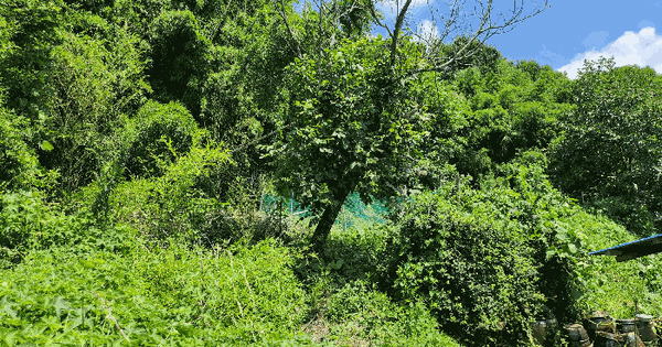 충청남도 홍성군 금마면 인산리 산48-1  미지정 경매 물건 이미지