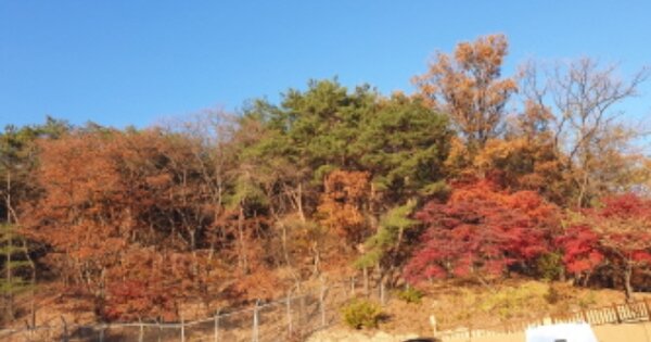 서울특별시 성북구 성북동 산24-12 임야 경매 물건 이미지