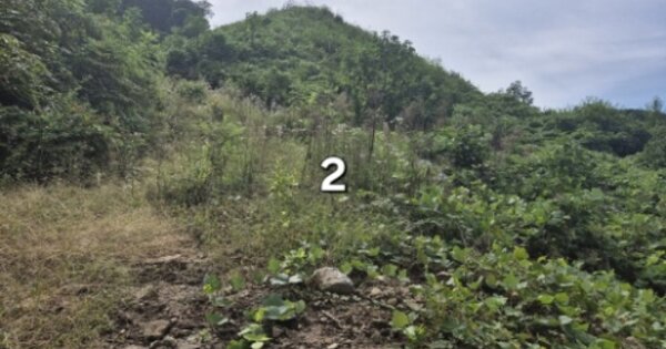 경기도 양평군 강하면 동오리 802-1 임야 경매 물건 이미지