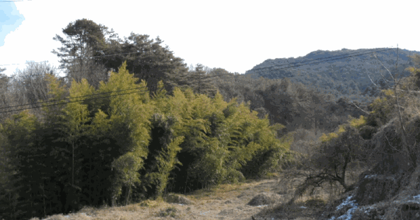 전남광주통합특별시 곡성군 겸면 산정리 산248 임야 경매 물건 이미지