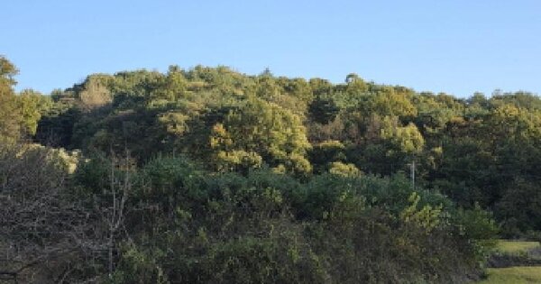 경상북도 성주군 금수강산면 어은리 산113 임야 경매 물건 이미지