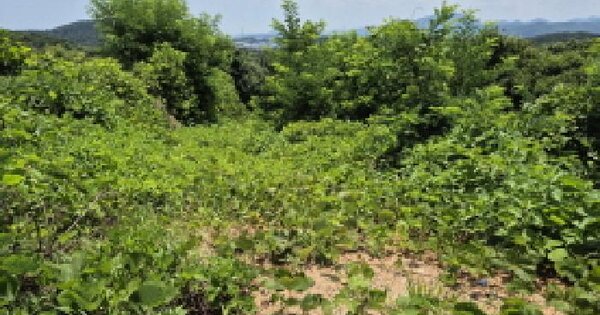 울산광역시 울주군 서생면 화산리 288-56 임야 경매 물건 이미지