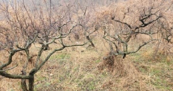 경상북도 영천시 서산동 734 전 경매 물건 이미지