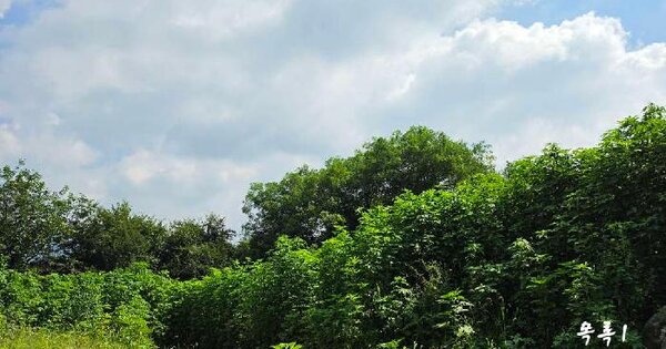 경기도 양평군 옥천면 옥천리 675  미지정 경매 물건 이미지