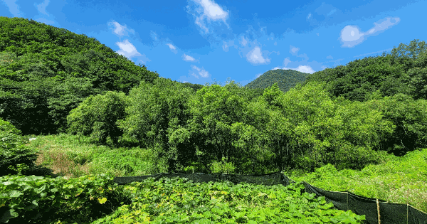충청남도 금산군 군북면 산안리 43  미지정 경매 물건 이미지