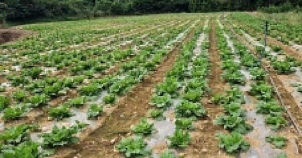 전남광주통합특별시 해남군 북평면 서홍리 634 답 경매 물건 이미지