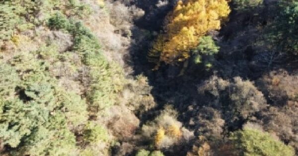 강원특별자치도 정선군 신동읍 가사리 266 전 경매 물건 이미지