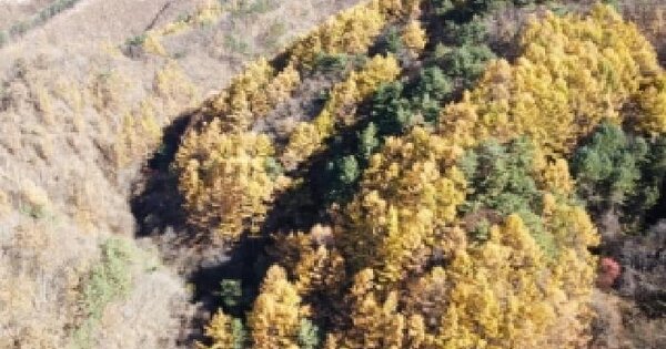 강원특별자치도 정선군 신동읍 가사리 118 전 경매 물건 이미지