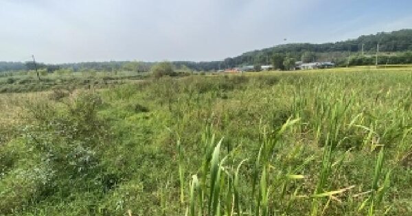 충청남도 당진시 송악읍 부곡리 382-2 전 경매 물건 이미지