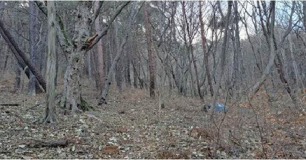 부산광역시 금정구 남산동 산55-2 임야 경매 물건 이미지