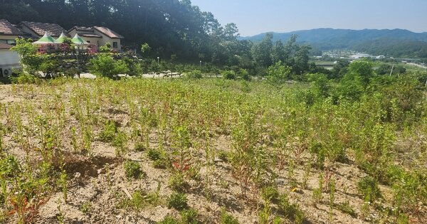 세종특별자치시 금남면 대박리 367-31 임야 경매 물건 이미지
