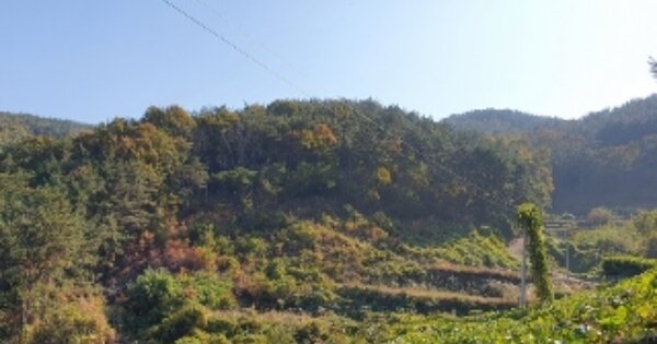 경상남도 창원시 마산합포구 구산면 옥계리 산201-1 임야 경매 물건 이미지