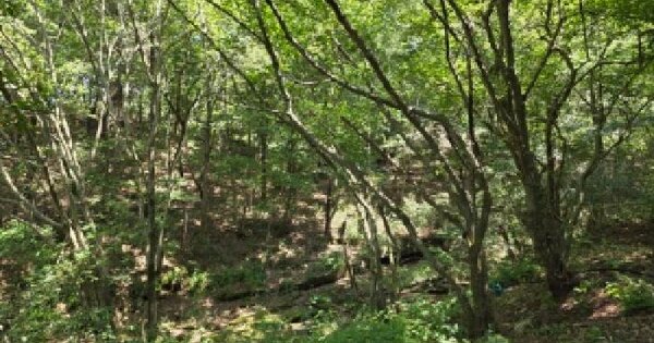 경기도 이천시 모가면 산내리 산46-2  미지정 경매 물건 이미지