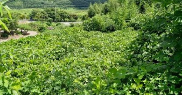 충청남도 보령시 미산면 풍계리 494  미지정 경매 물건 이미지