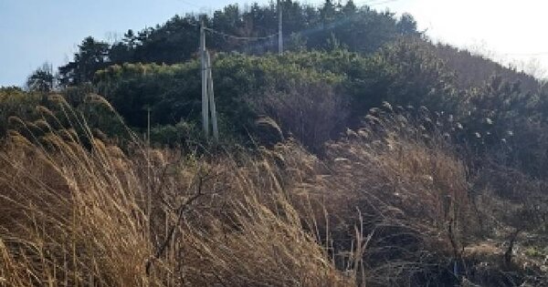 전남광주통합특별시 진도군 군내면 덕병리 산98-1 임야 경매 물건 이미지
