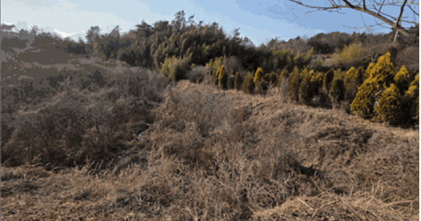 전남광주통합특별시 보성군 미력면 초당리 412-4 전 경매 물건 이미지