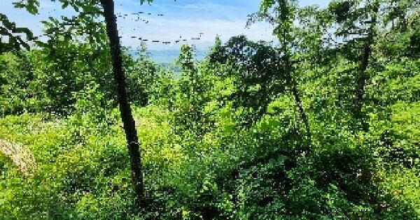 전북특별자치도 군산시 나포면 옥곤리 산45-4 임야 경매 물건 이미지
