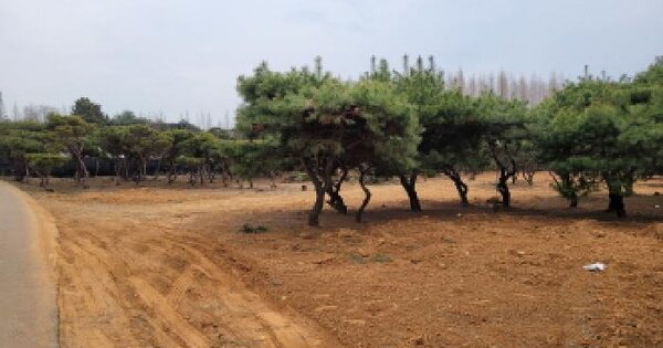 경기도 김포시 통진읍 귀전리 271-32 과수원 경매 물건 이미지