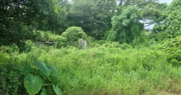 제주특별자치도 서귀포시 표선면 성읍리 742 대지 경매 물건 이미지