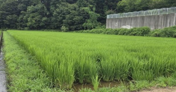울산광역시 울주군 언양읍 반곡리 888-1 답 경매 물건 이미지