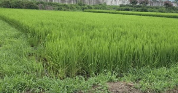 울산광역시 울주군 언양읍 반곡리 885-3 답 경매 물건 이미지